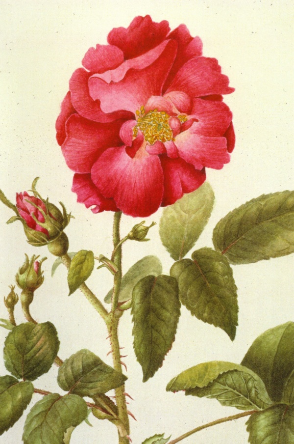 Note Cards - Apothecary Rose